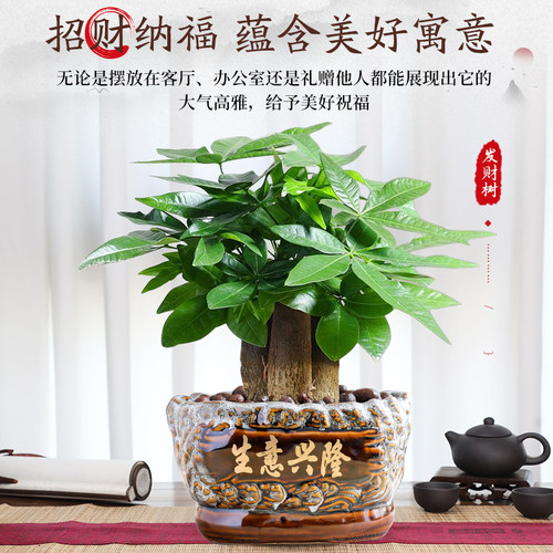 大盆三杆发财树盆栽绿植室内开业招财植物中式盆景四季常青好养
