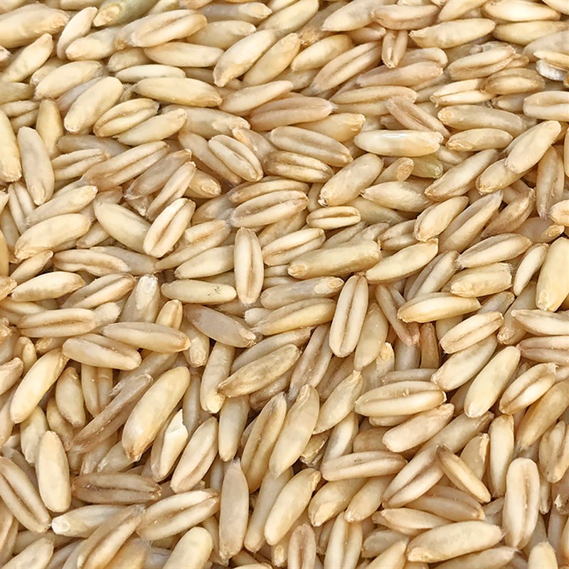 燕麦米 鸟食 鸟粮 雀麦 野麦 燕麦仁 虎皮鹦鹉 牡丹玄风鸟吃 500g图片