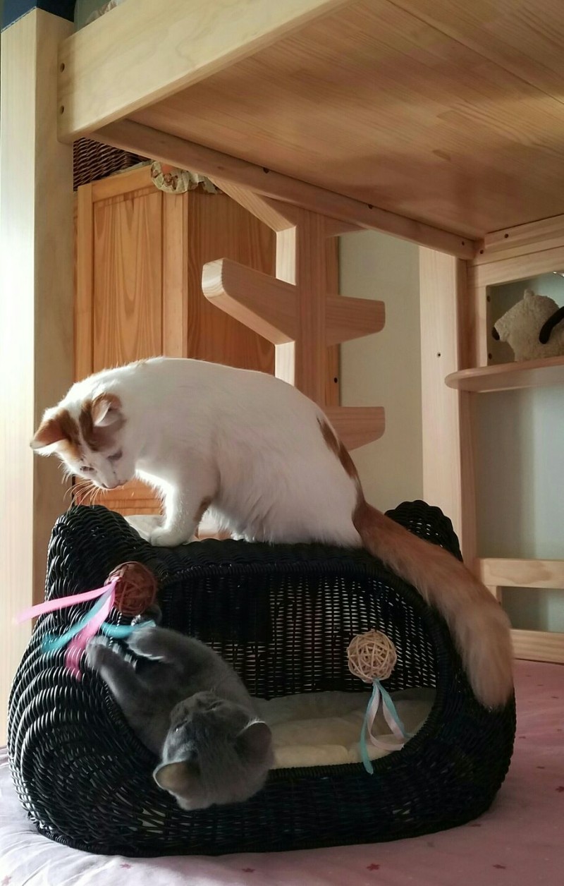 藤编猫窝四季封闭式夏季猫屋猫爬架别墅可拆洗猫笼狗窝猫房子猫床