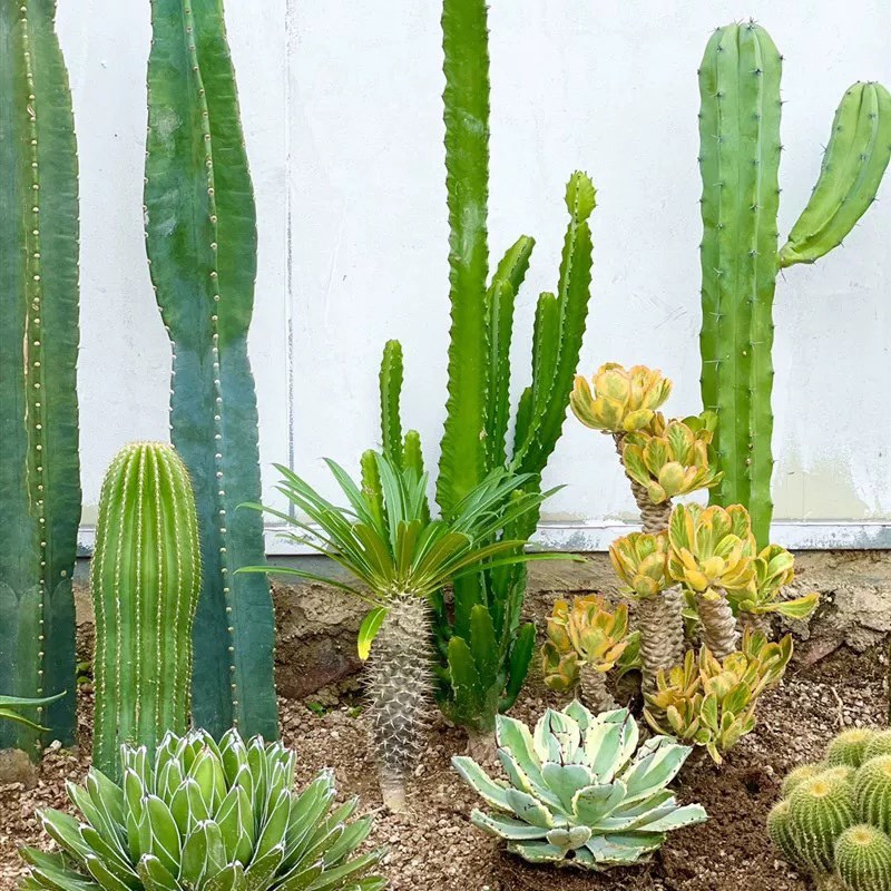 扇贝麒麟大型植物大戟科沙生类贝信麒麟多肉植物室外庭院阳台盆栽