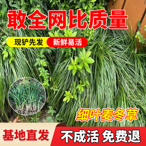 细叶麦冬草玉龙草庭院植物草坪