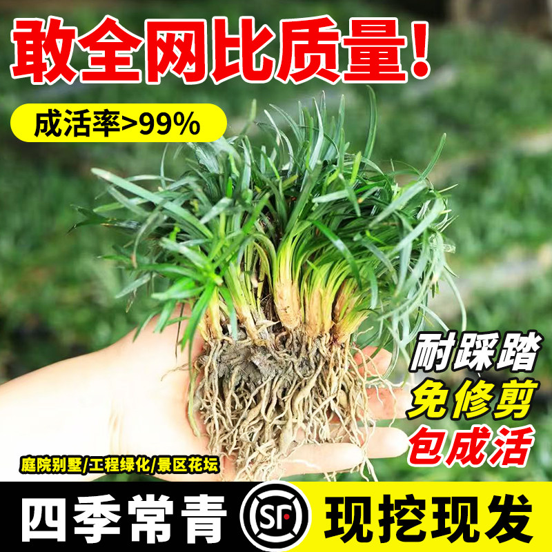 矮麦冬草苗日本玉龙草耐寒耐旱图片