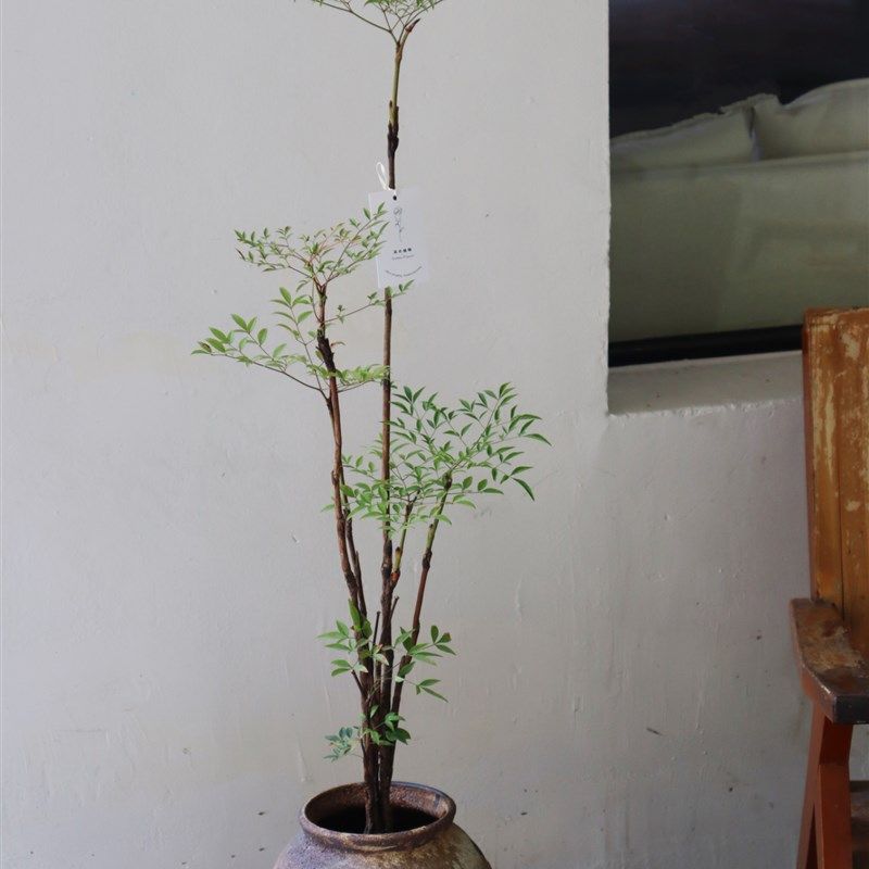 南天竹室内观叶植物 喜阳耐阴好养盆栽 含盆适合客厅摆设