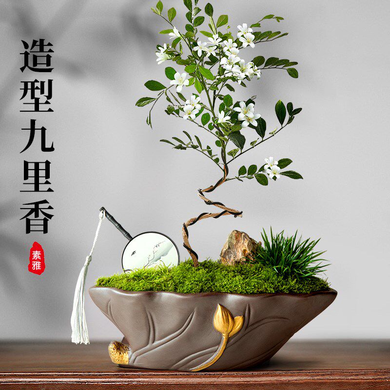 发财树小盆栽办公室桌面招财绿植客厅室内旺宅植物罗汉松盆景好养