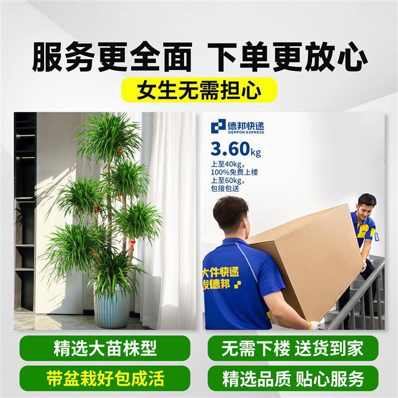 龙血树客厅旺宅绿植大龙血树造型盆裁室内办公室净化空气好养植物