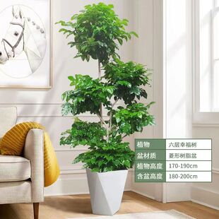 幸福树盆栽大棵客厅招财旺宅绿宝办公室造型绿植室内大型网红植物