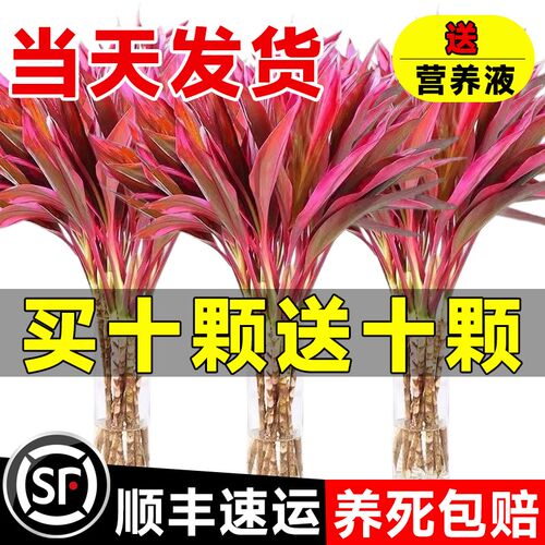 富贵竹水培绿植物盆栽客厅紫竹鸿运招财竹子办公室内桌面好养花卉
