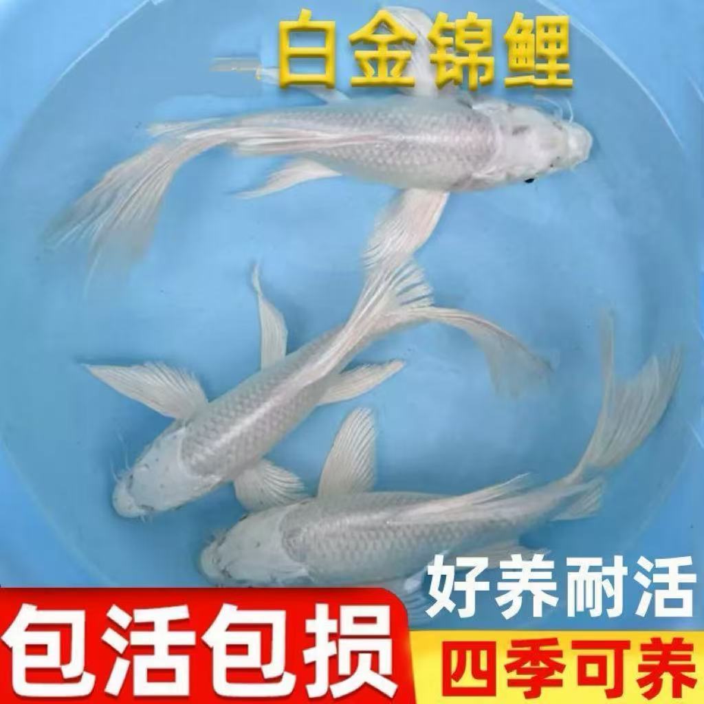 白金锦鲤鱼苗包活好养耐活