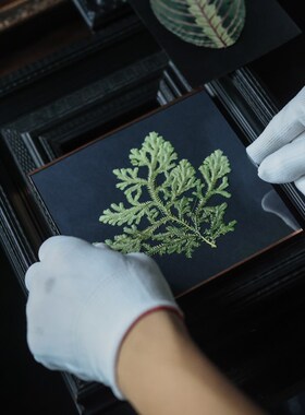 植物标本黑底蕨类植物标本北欧客厅挂H画手工日式壁画装饰画组画