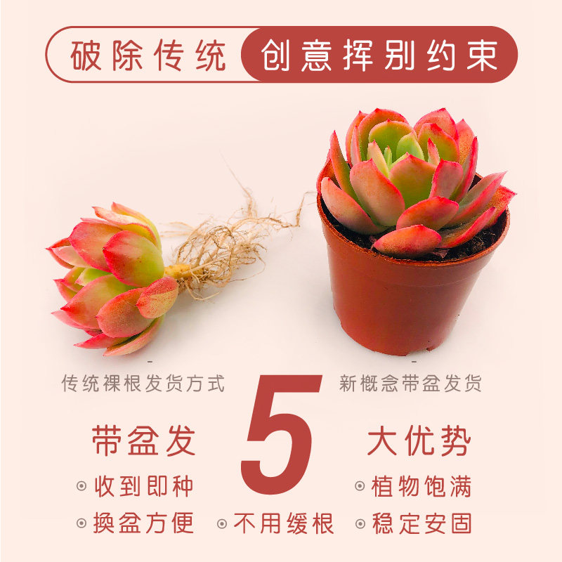 壹分皿 大e盆多肉植物一整箱含多肉植物