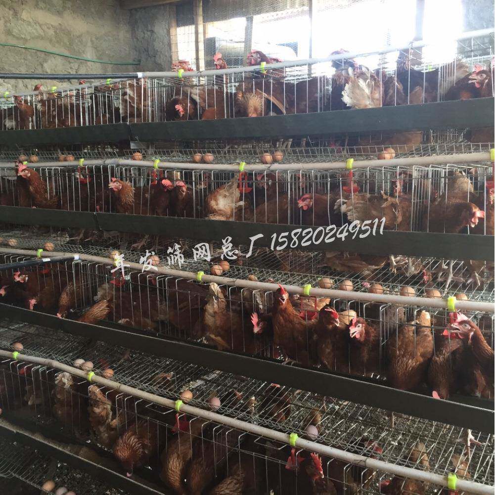 广东出口蛋鸡饲养铁丝网笼具厂家一套可养96只蛋鸡鸡笼