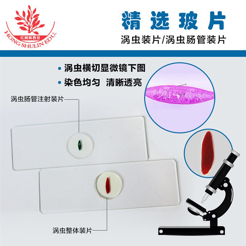 涡虫整体装片结构清晰染色鲜艳厂家直销生物实验玻片涡虫肠管装片