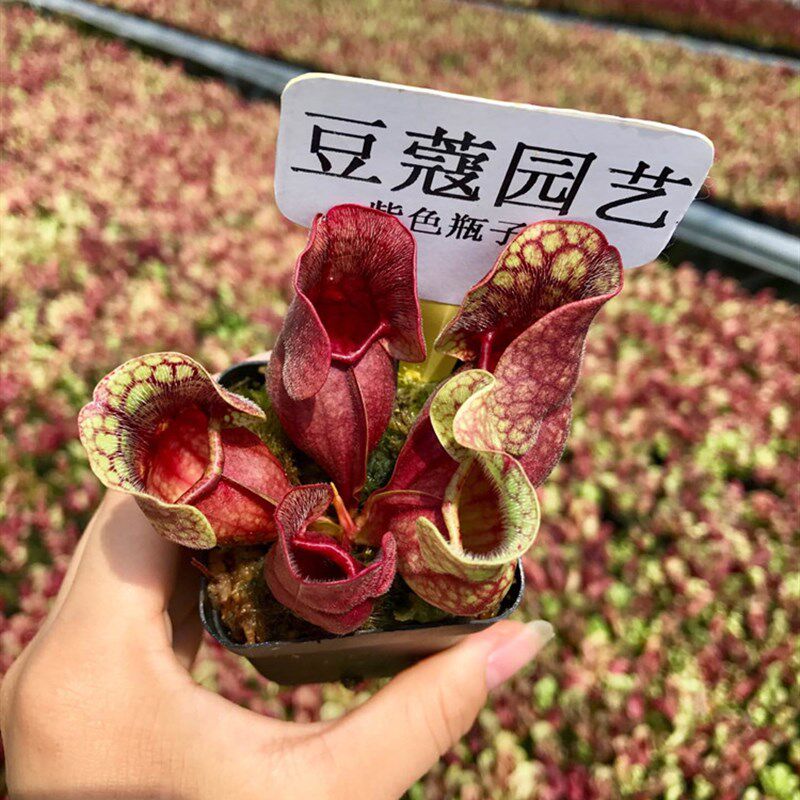 紫色瓶子草 食虫植物-食虫草猪桌面绿植
