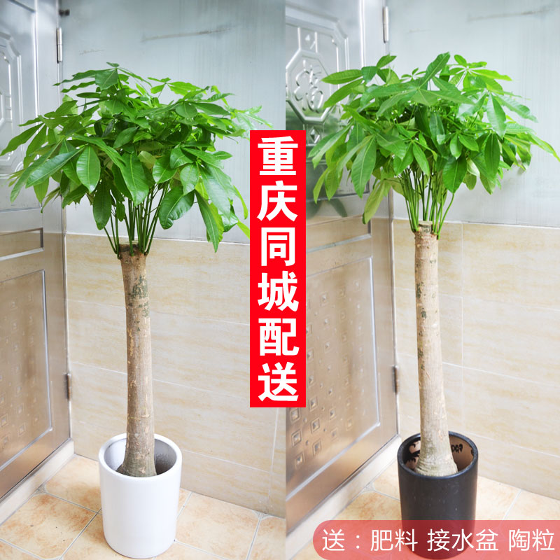 独杆发财树/独根单头发财树/室内花卉盆栽/客厅办公室植物/重庆