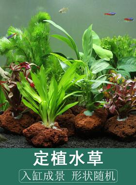 (任意尺寸10片包邮 火山石切片 火山石条 辣椒榕定植片 水草专用