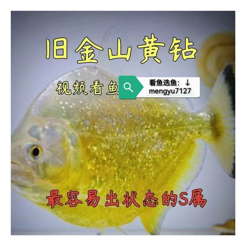 旧金山黄钻水虎鱼S属淡水热带猛鱼精致美观中型群养观赏猛鱼包活