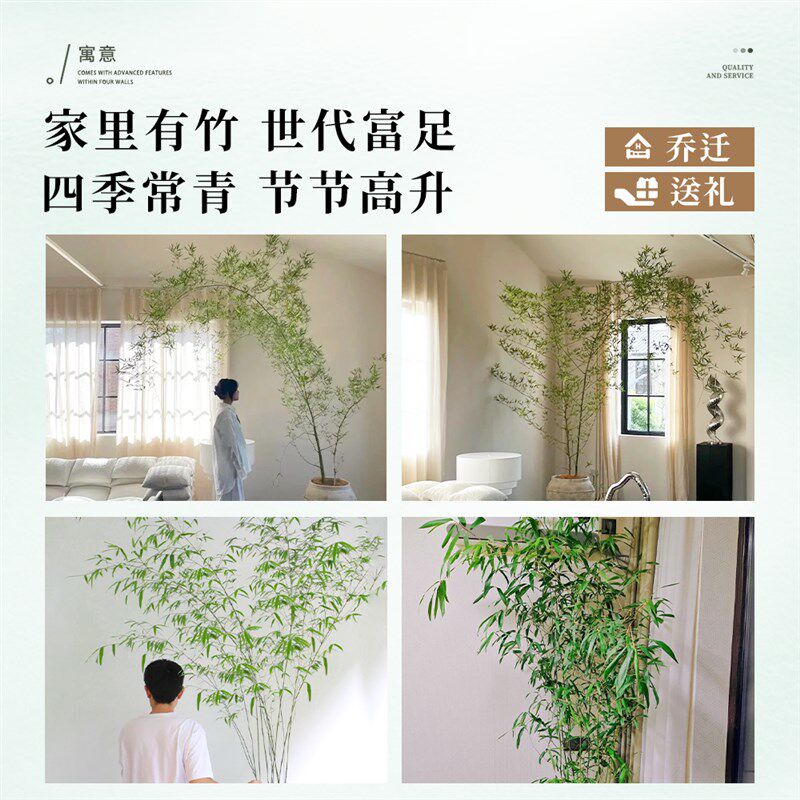 竹子盆栽室内客厅大花盆大型禄绿植真树落地摆件书房盆景四季好养
