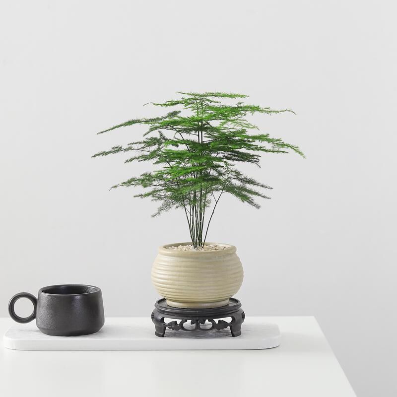 文竹盆栽植物室内客厅茶桌四季常青绿植好养活办公室桌面摆件盆景