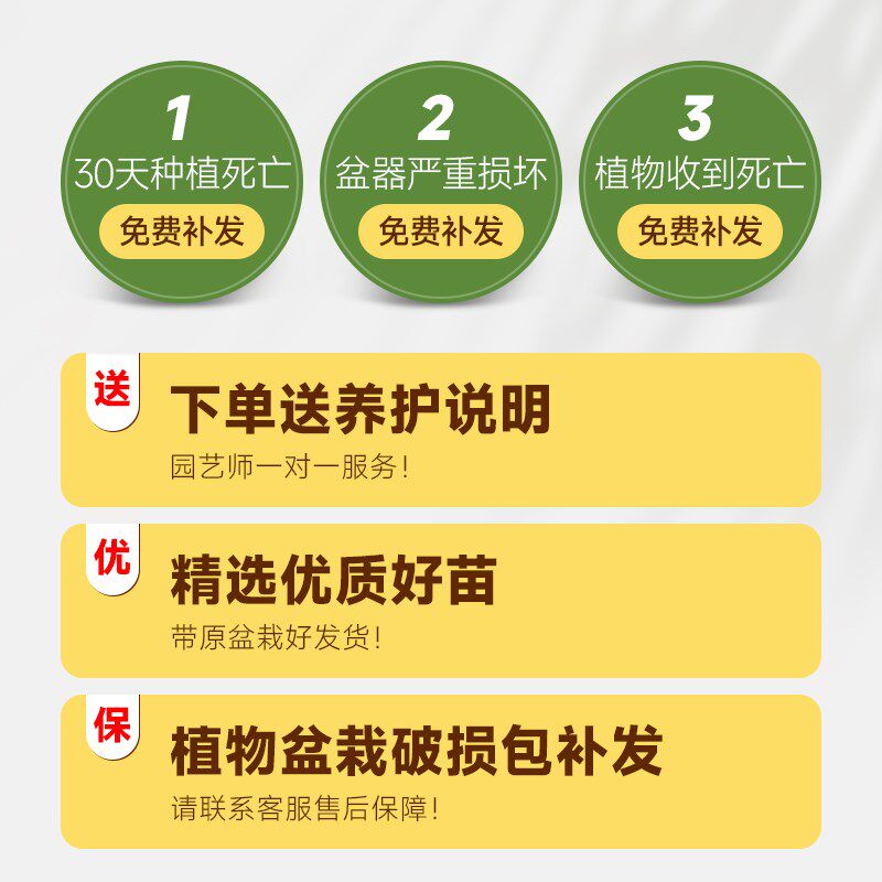 鸭脚木盆栽八方来财办公室内客厅落地式七叶莲真植物招财大型绿植