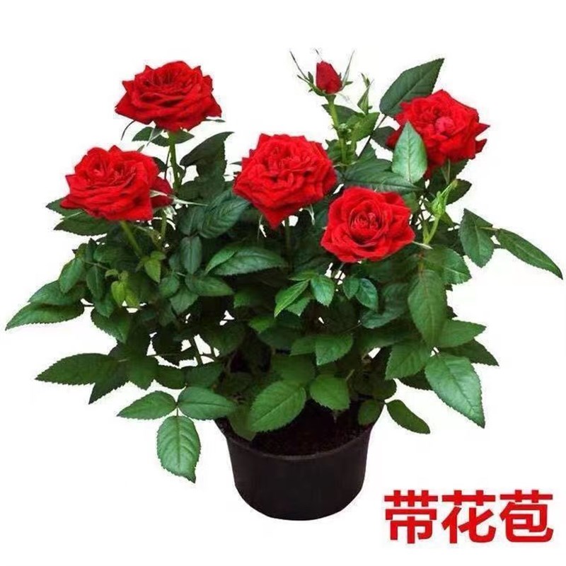 玫瑰花苗盆栽带花苞四季花开室内外好养活的绿植物月季苗花卉大全图片