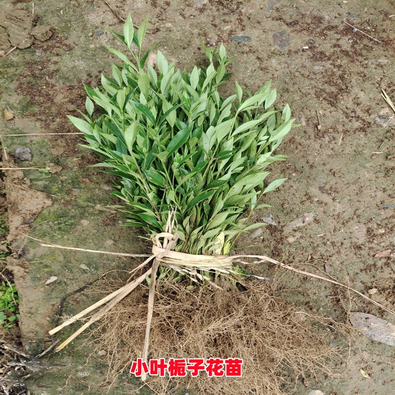 小叶栀子花苗 绿篱庭院花坛植物 四季常青阳台室外盆栽绿植栀子苗图片