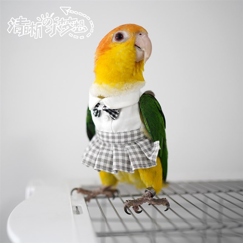 清晰小梦想宠物鹦鹉鸟衣服冬季加绒加厚保暖卫衣飞行棉服jk制服