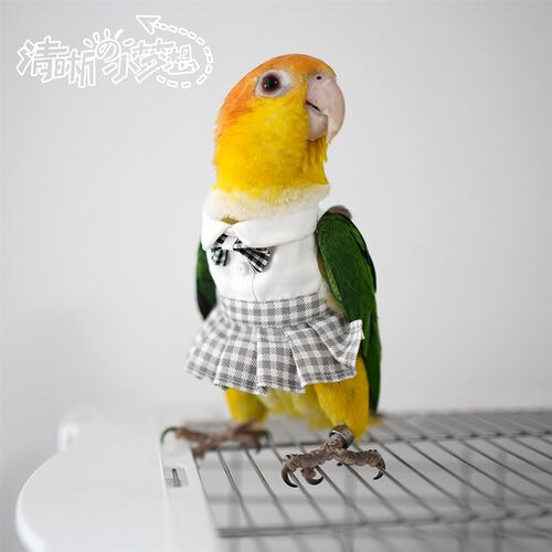 清晰小梦想宠物鹦鹉鸟衣服冬季加绒加厚保暖卫衣飞行棉服jk制服