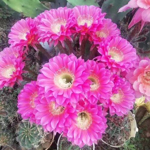 自根浓桃筋席克氏彩草开花仙人球盆栽花卉绿植多肉阳台办公桌植物