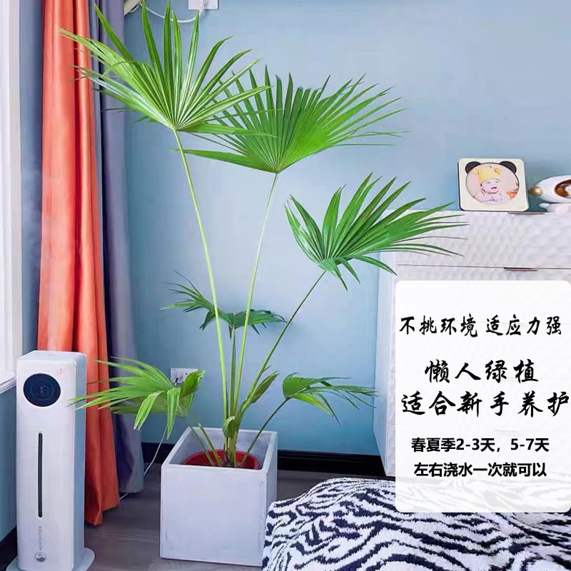 蒲葵盆栽庭院美化客厅吸甲醛四季常青好养易活大型室内外观叶植物