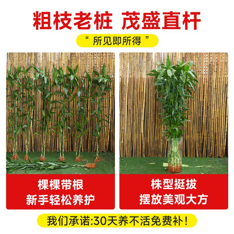 富贵竹水培植物客厅招财水养超大号盆栽节节高粗杆室内好养绿植物