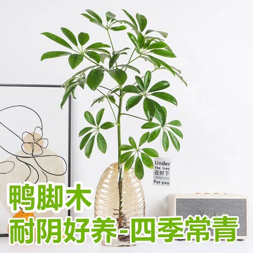 鸭脚木水养八方来财办公室桌面水培植物鹅掌柴室内四季常青小绿植