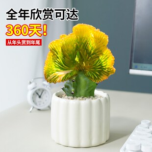 玉麒麟盆栽带根带盆彩麒麟多肉植物办公室内客厅桌面招财摆件盆景