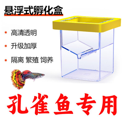 鱼缸隔离盒孔雀鱼繁殖鱼苗孵化器