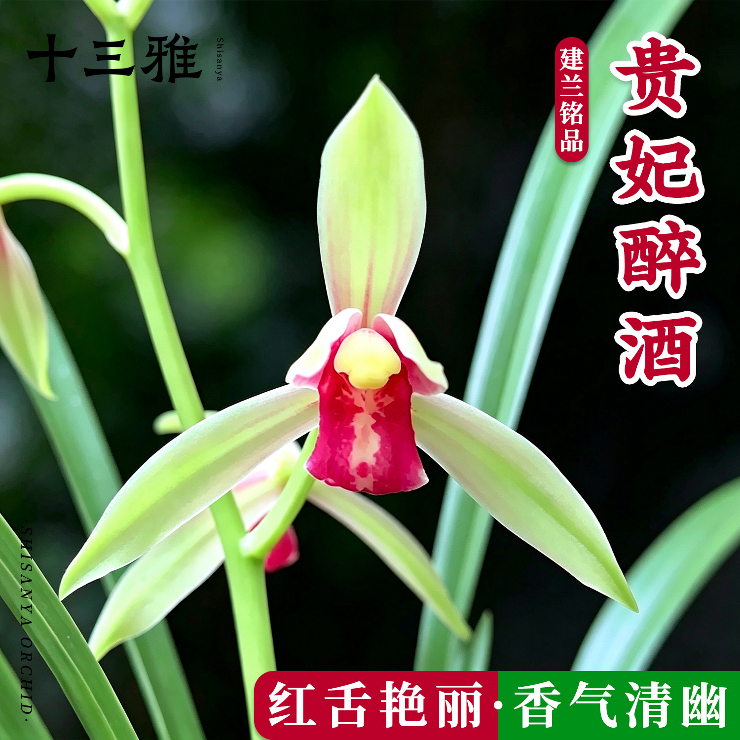 兰花苗建兰贵妃醉酒色花红舌佳品