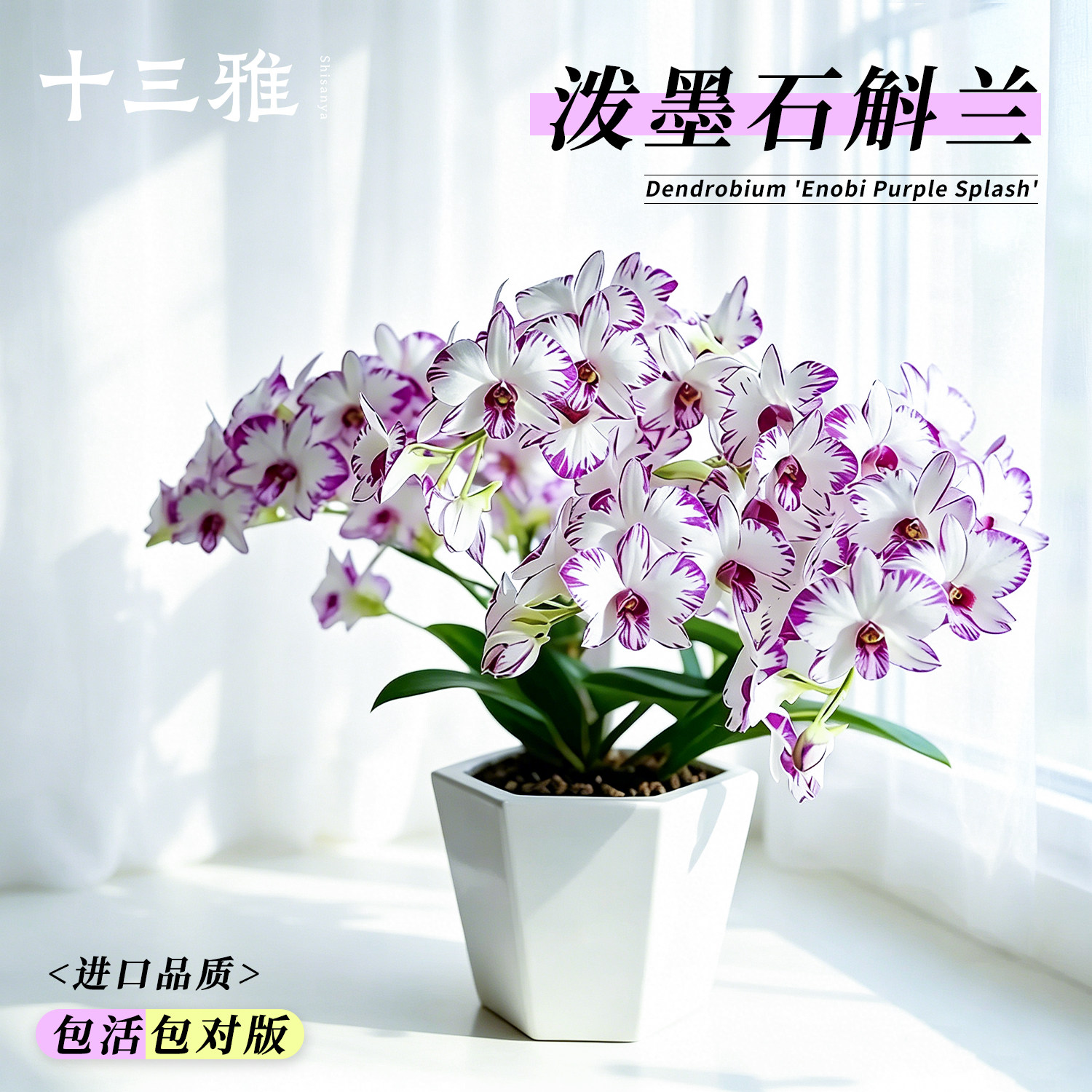 白泼墨秋石斛兰盆栽现带花苞出售图片