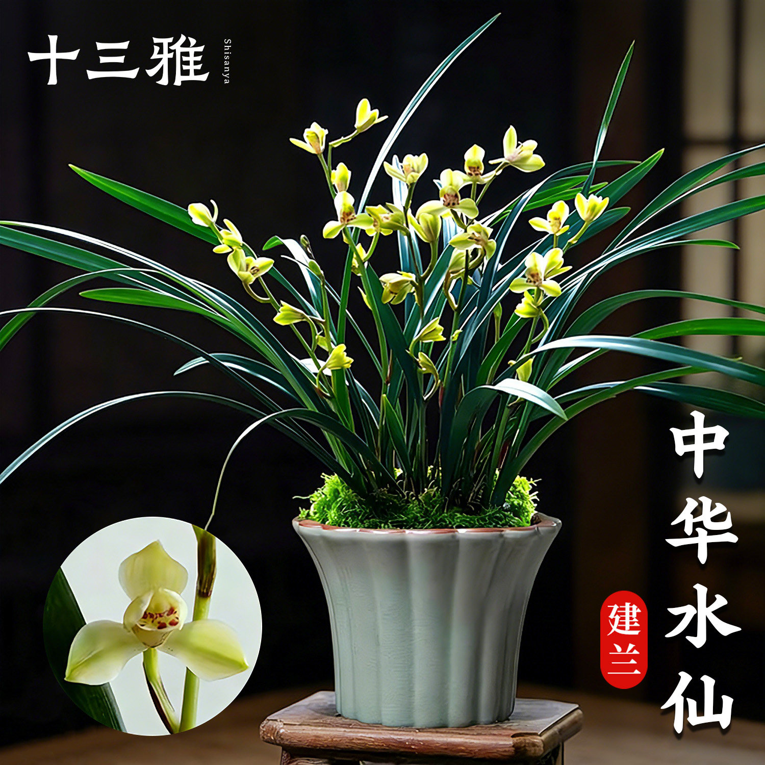 兰花苗中华水仙超香建兰现带花苞出售好养年宵花室内绿植花卉盆栽