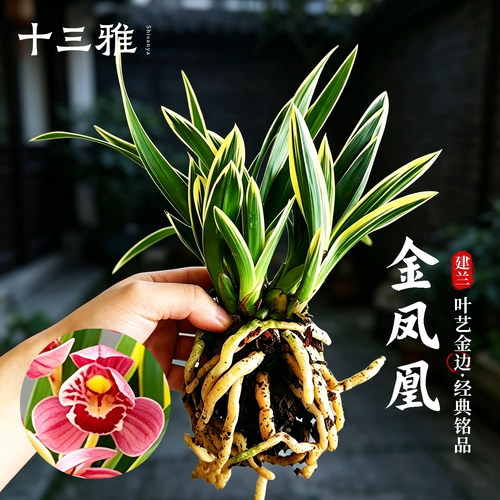 兰花苗金边矮种金凤凰精品四季兰