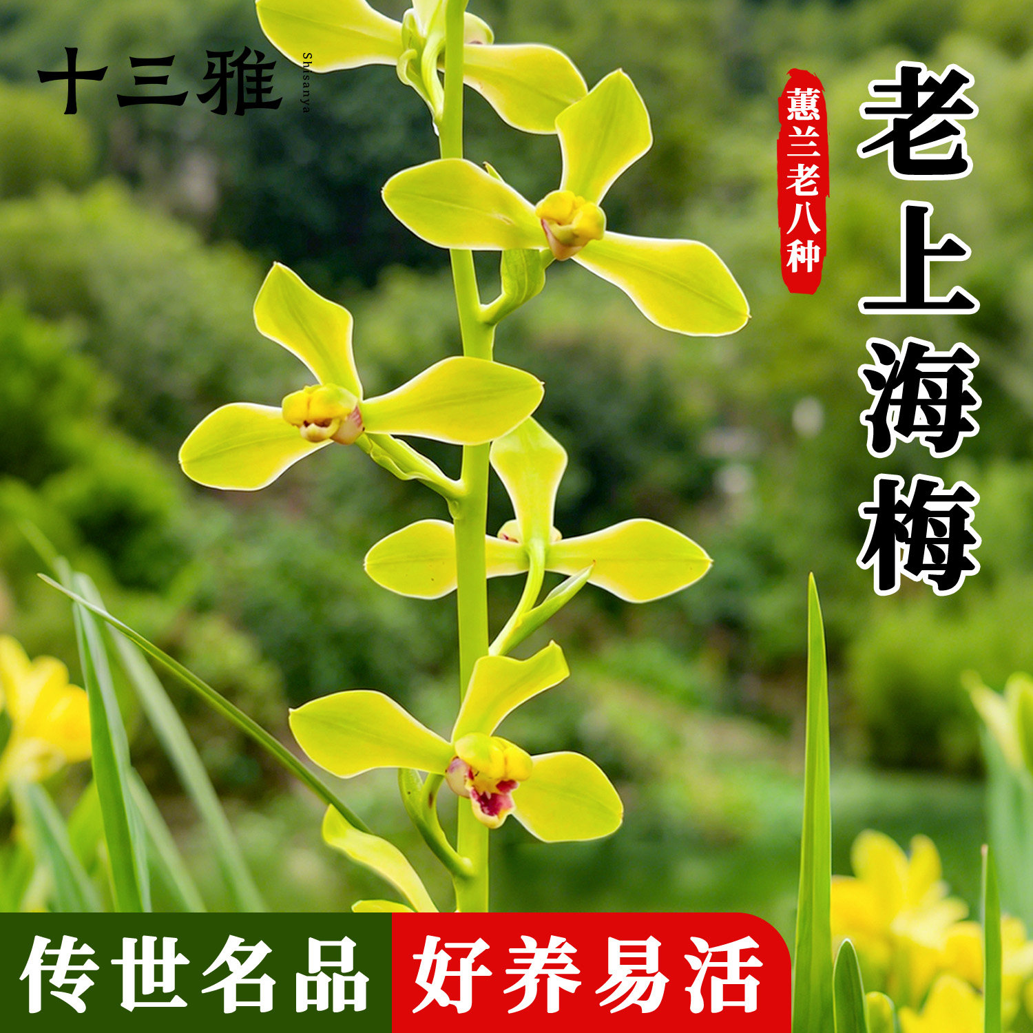 兰花苗老上海梅蕙兰老八种之一