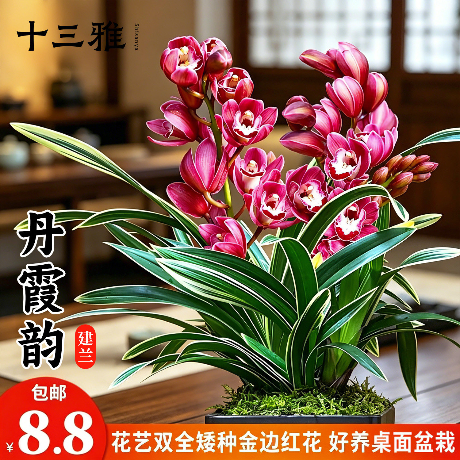 兰花苗建兰丹霞韵夏带花苞矮种叶带金边客厅桌面观赏花卉盆栽
