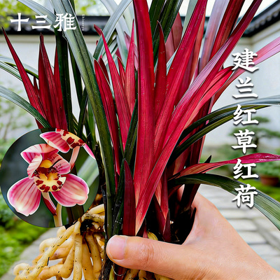 名贵兰花苗建兰红草红荷现带花苞