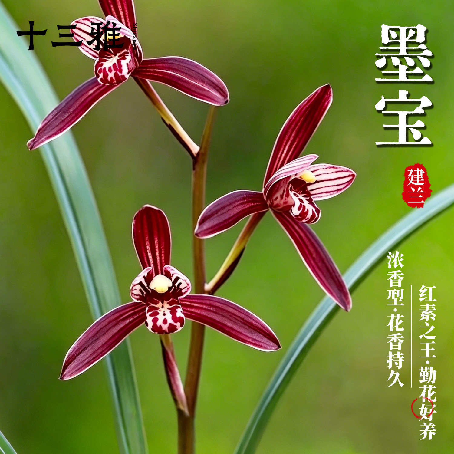 兰花苗建兰高档色花墨宝现带花苞