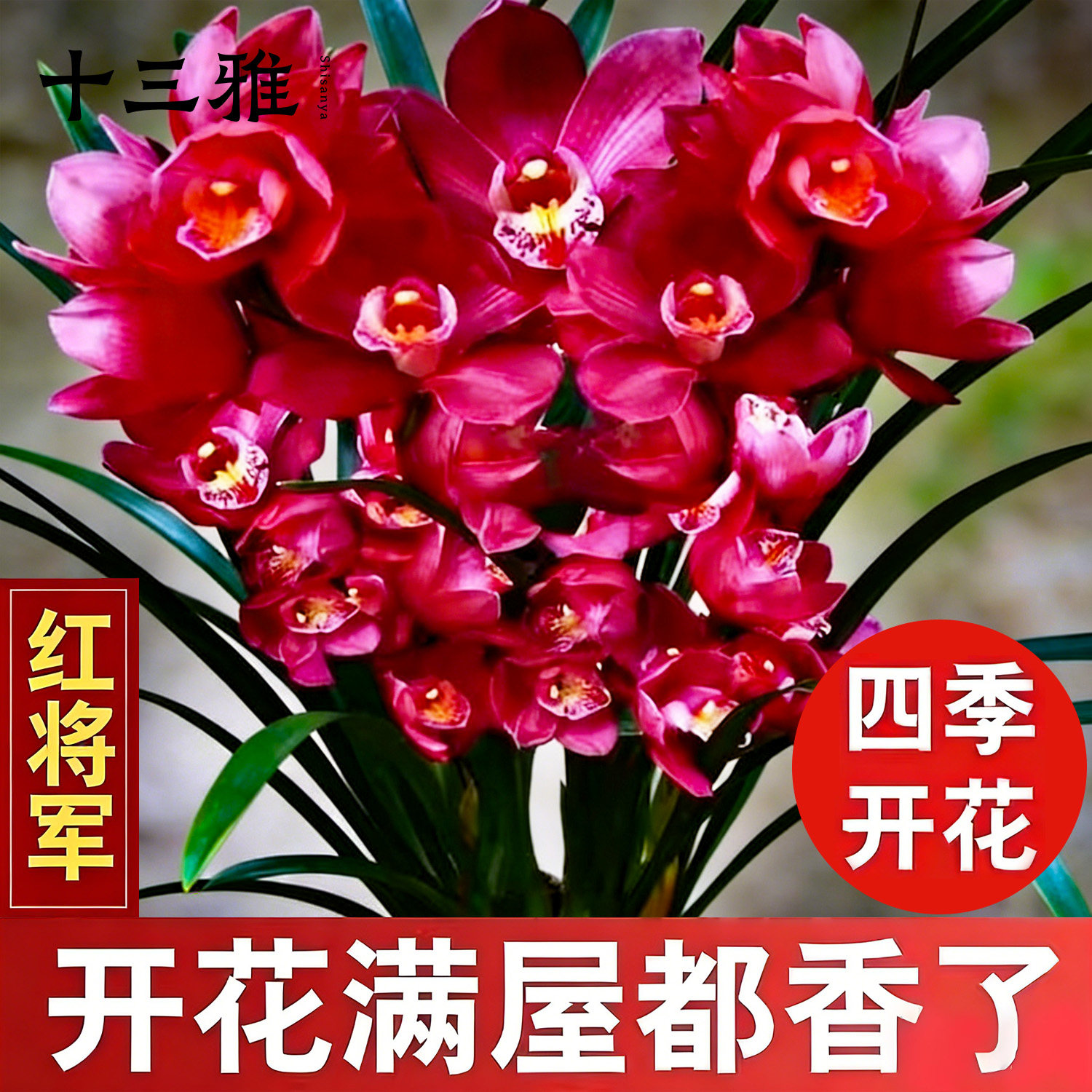 兰花苗建兰红将军 开花浓香四季好养 绿植花卉盆栽冬带花苞出售