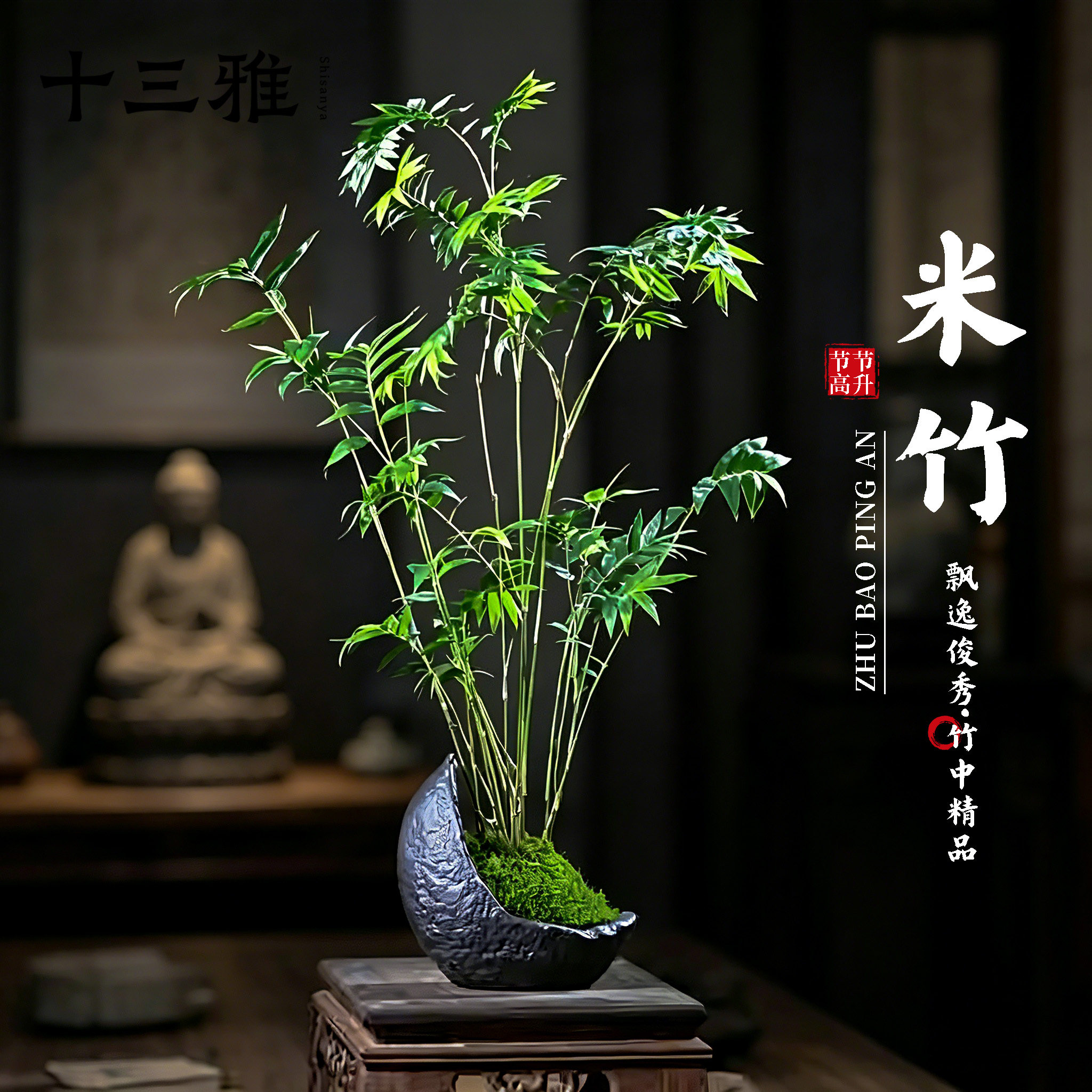 米竹植物凤尾竹子盆栽苔藓新中式懒人小盆景办公桌茶桌面室内绿植