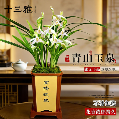 兰花苗名贵建兰青山玉泉现带花苞