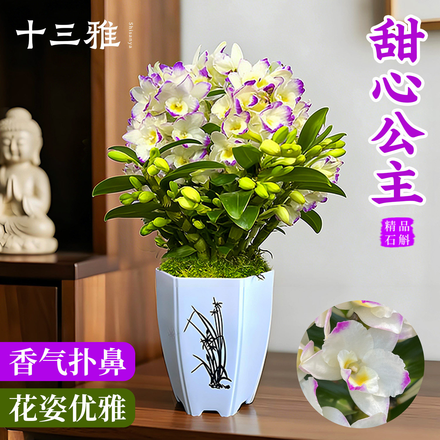 浓香兰花苗 甜心石斛兰 现带花苞出售好养室内绿植盆栽桌面花卉