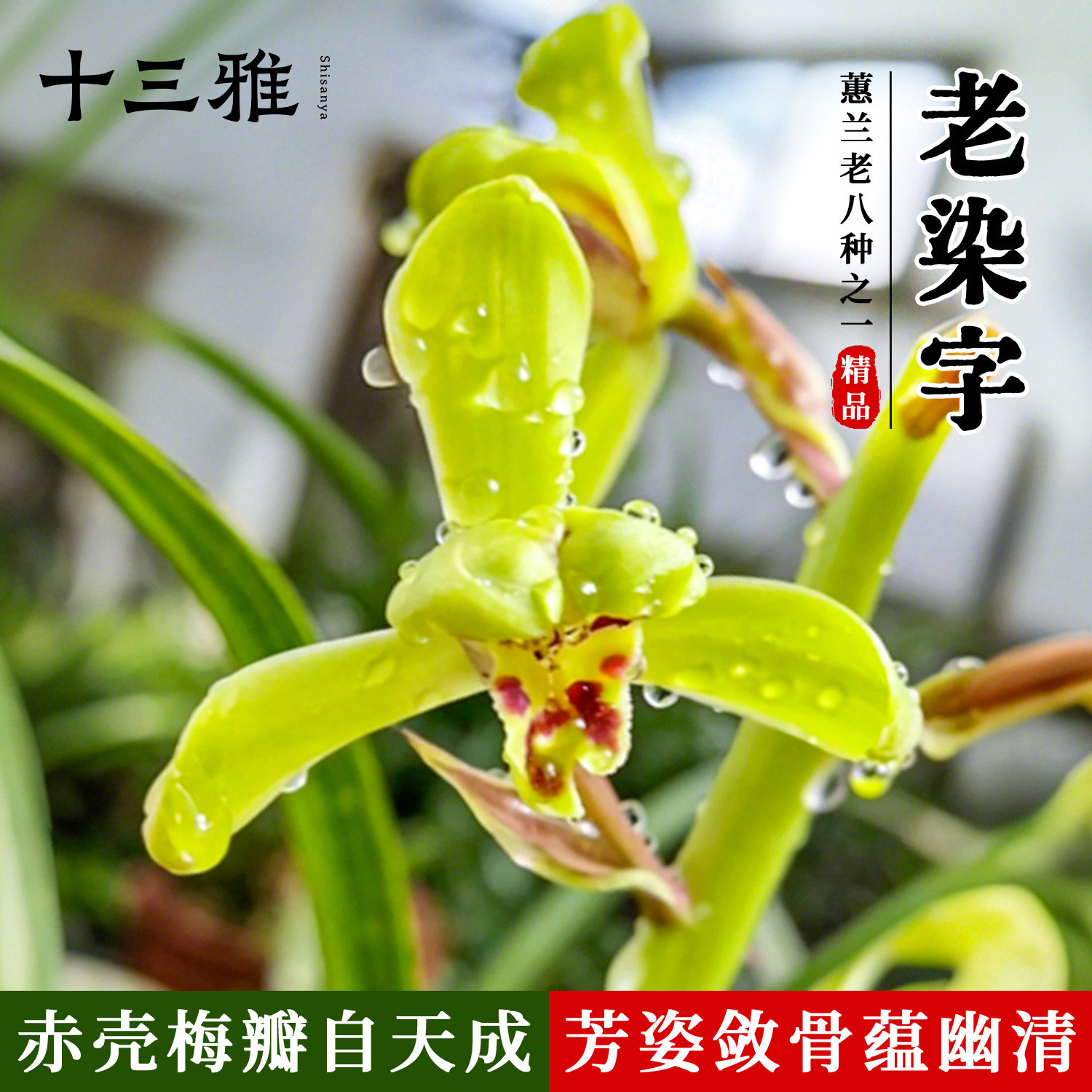 兰花苗老染字蕙兰老八种之一原生老种赤壳绿花梅瓣浓香绿植花卉