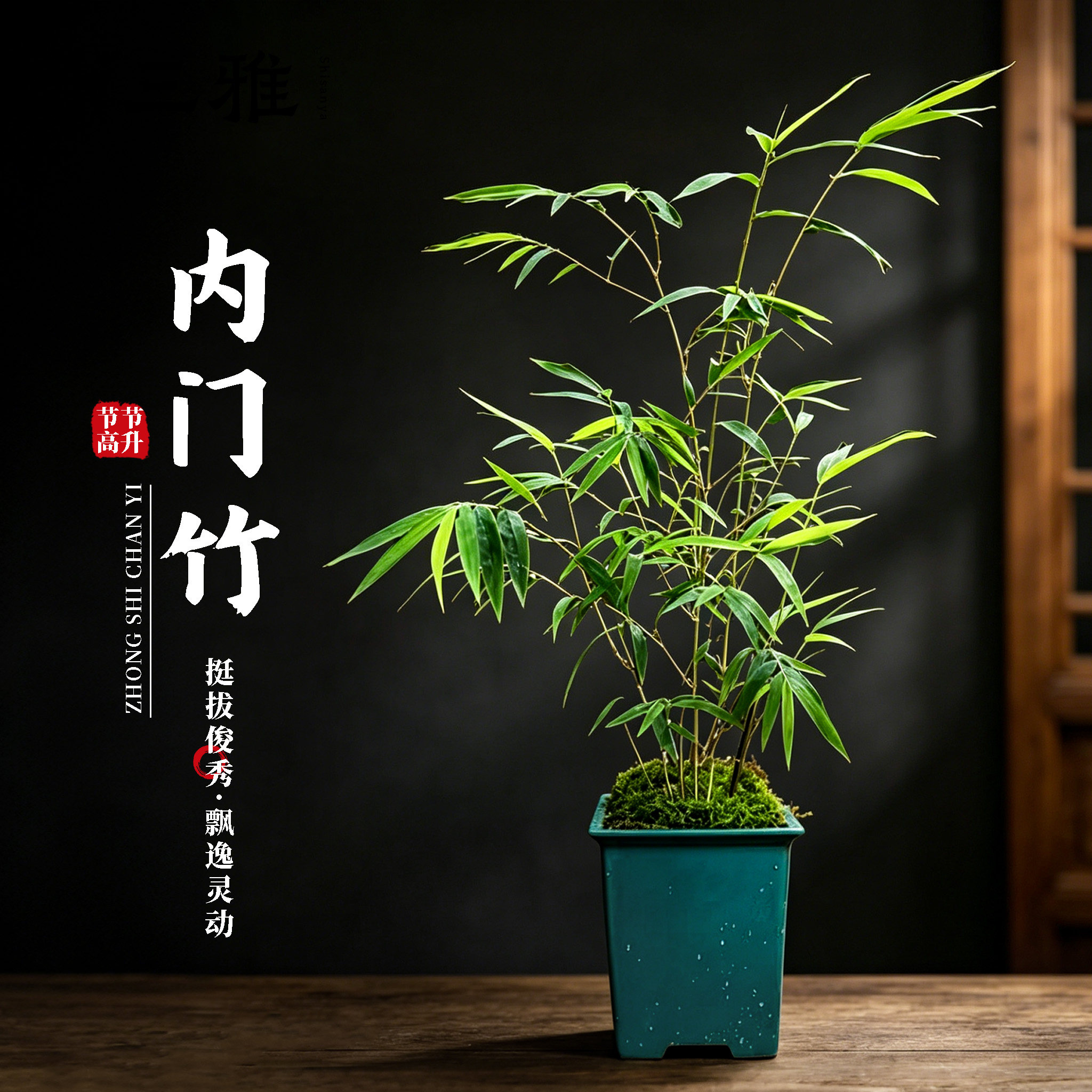 内门竹盆栽名贵门内竹室内庭院