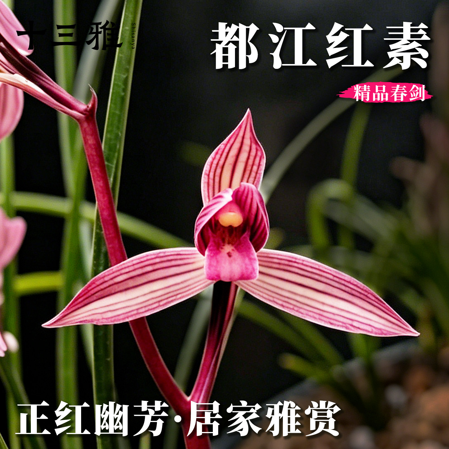 春剑都江红素名贵兰花苗冬带花苞