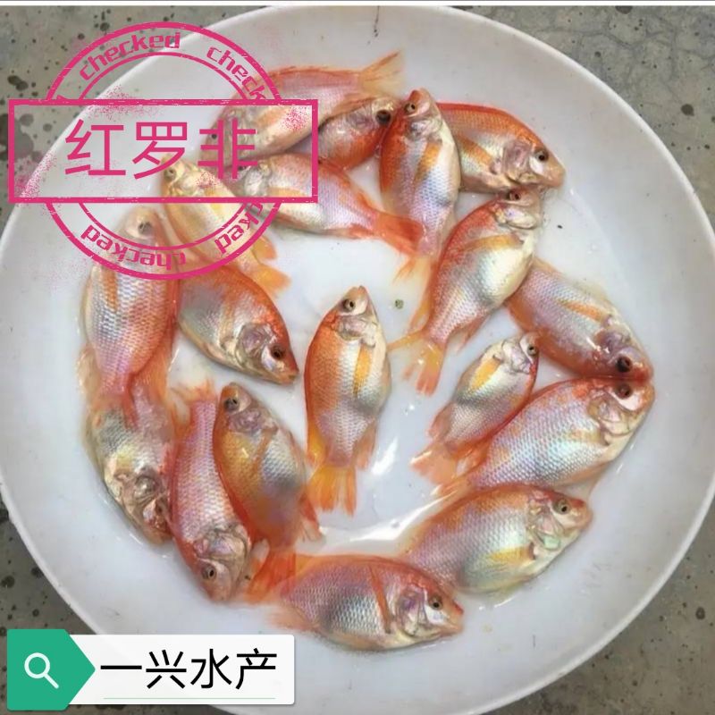 大种杂交青宝路罗非鱼苗黑罗非洲鲫福寿鱼新吉富雄性罗非脆肉罗非