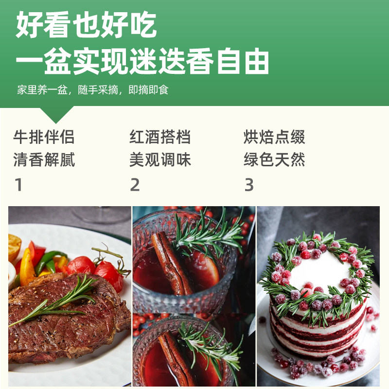 迷迭香盆栽可食用牛排用水培百里香薄荷叶紫苏新鲜罗勒苗香草植物